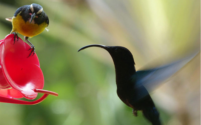 Colibri