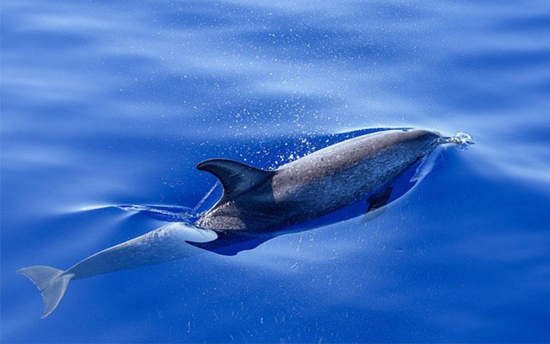 Dauphin